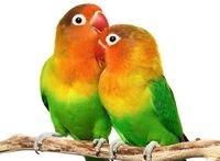 pic for Lover Birds 